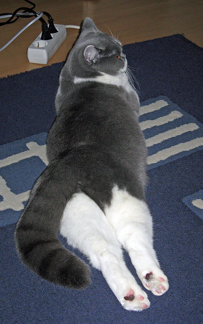 CS2 新秀选手崛起赛季表现亮眼