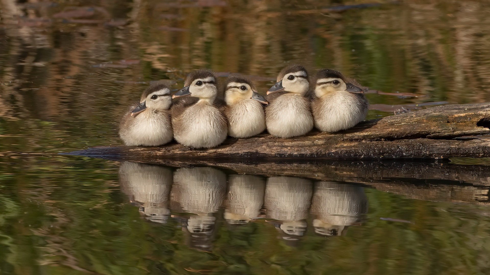 _自行车世界杯：速度与耐力的巅峰对决_，世界自行车赛时速多少