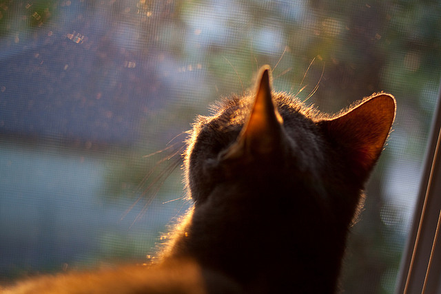 _运动员的健康管理：饮食、休息各有讲究_，运动员健康饮食十大原则