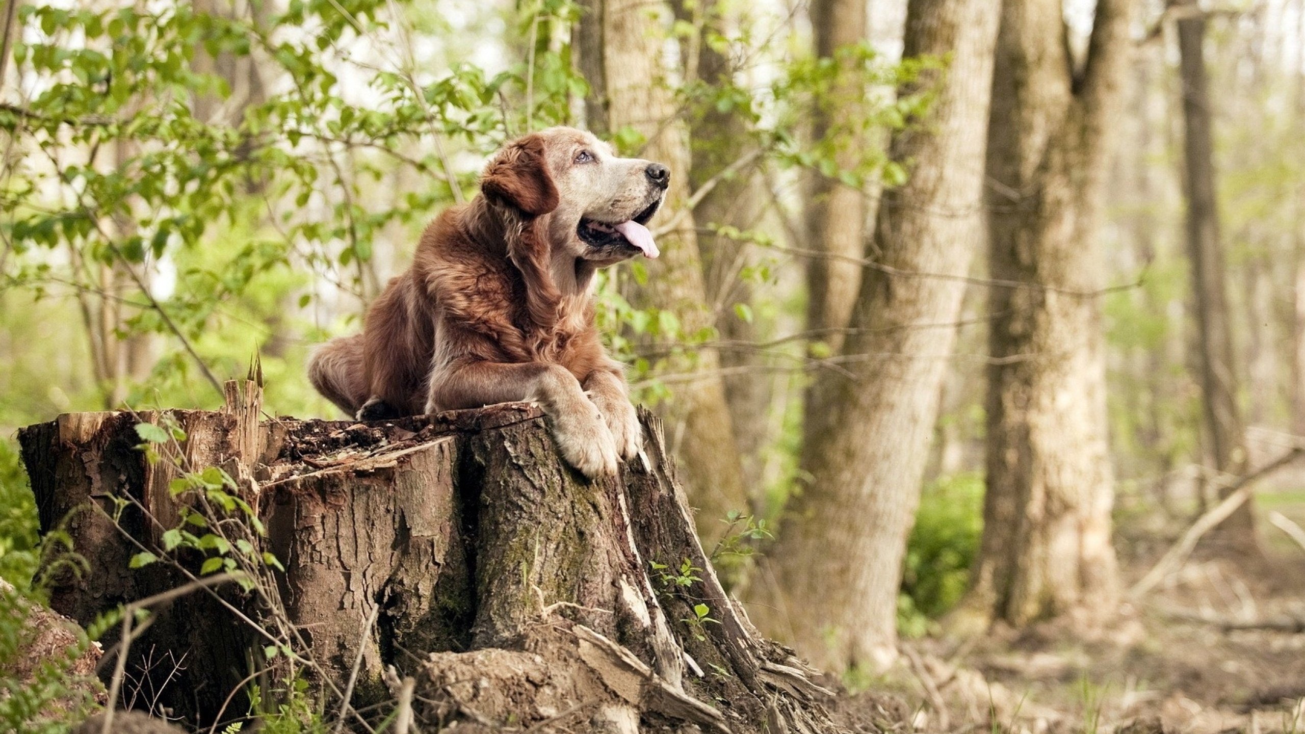 “攻守交替，比分咬得极紧，最终谁能笑到最后？”，攻守区别图解
