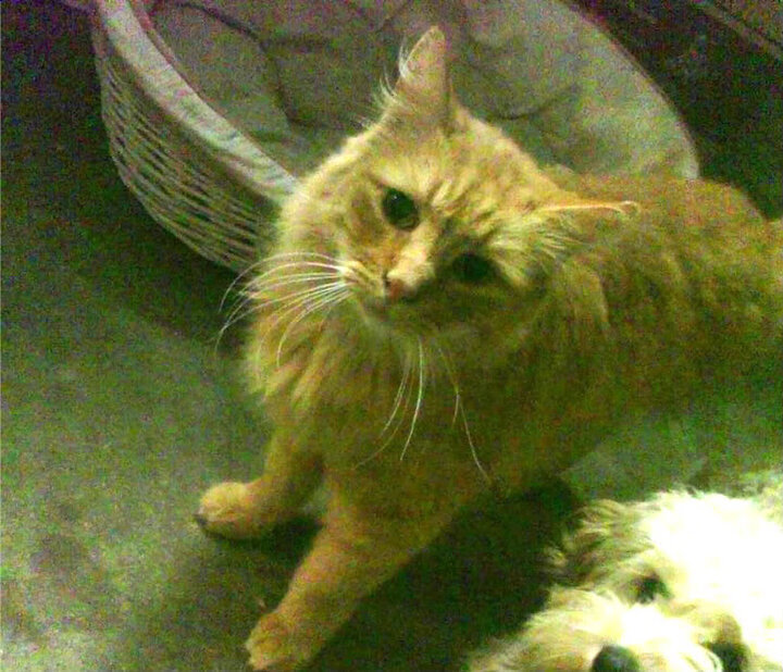 “英超争冠进入终点线，谁能笑到最后？”，英超规则怎么夺冠