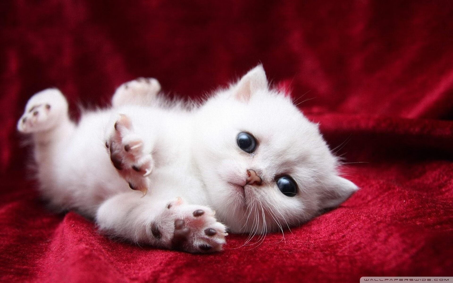 【费城队的韧性训练】伤兵满营还能保持战斗力，费城防守拳击