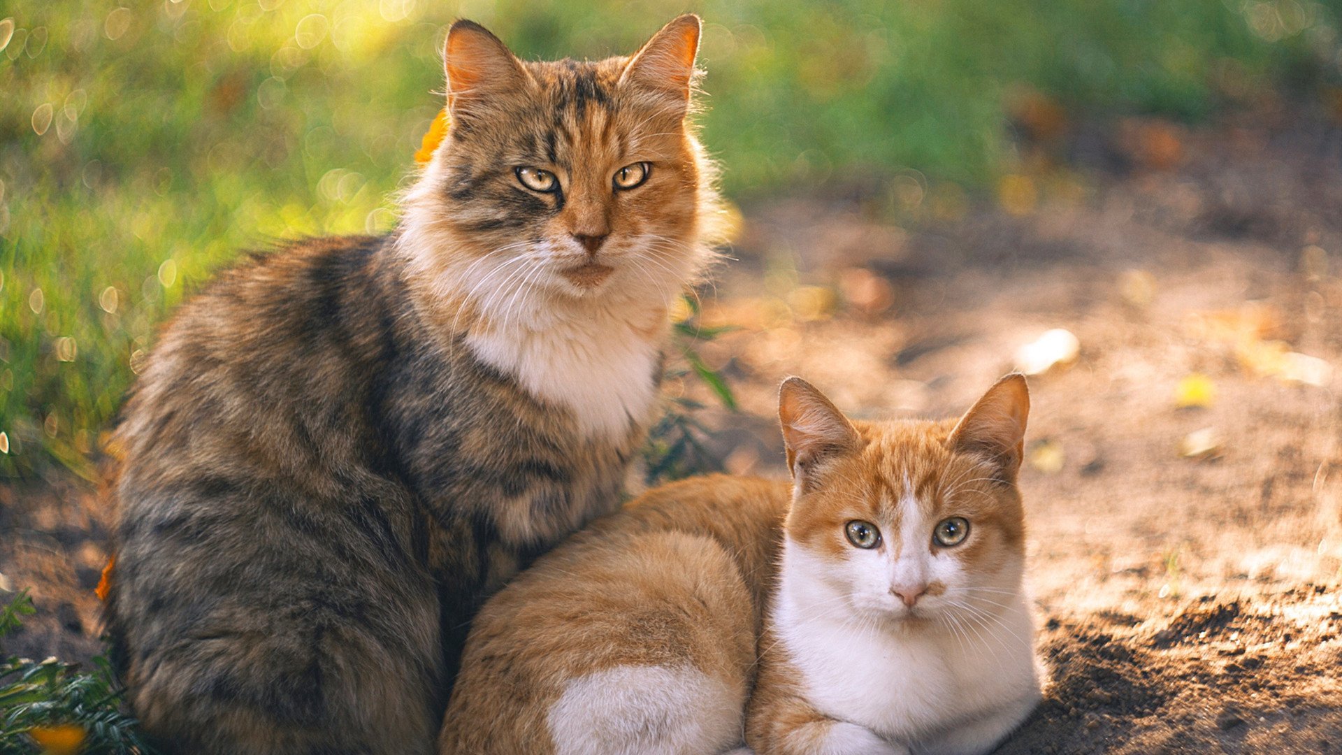 线上线下联动，篮球赛事多渠道直播全覆盖，线上篮球网课怎么上