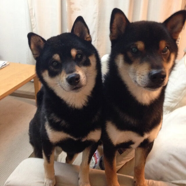 赛季“最强的组合”评选,谁才是“黄金拍档”?,这个赛季比较强的英雄