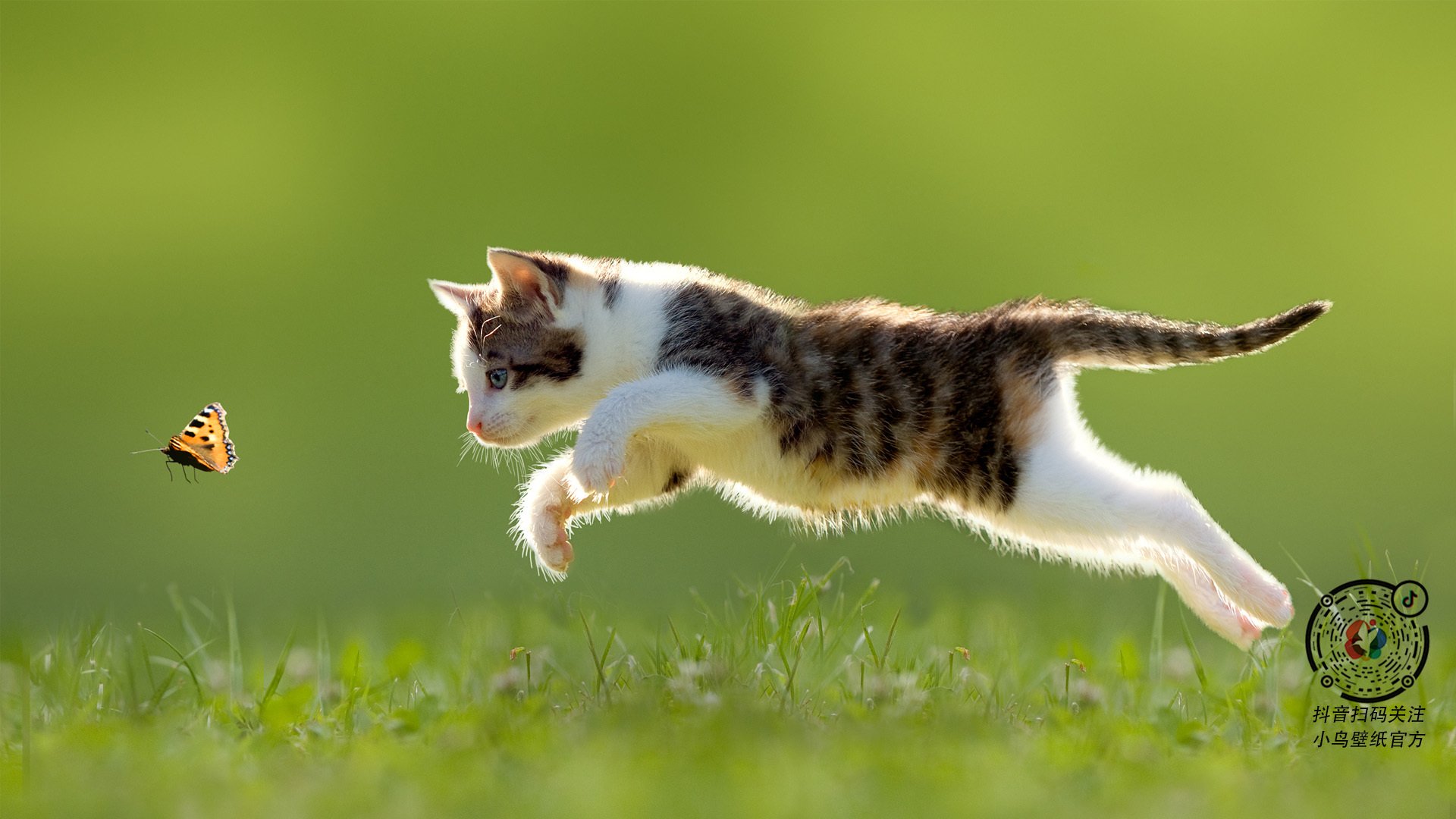 中国篮球青训课程体系多元化建设及评价体系研究,青少年篮球培训课程体系