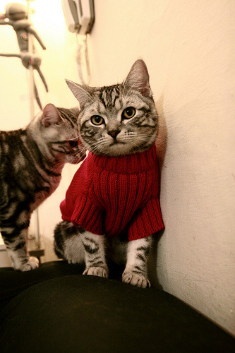 CBA球队深度参与青少年篮球推广，cba青少年训练招募