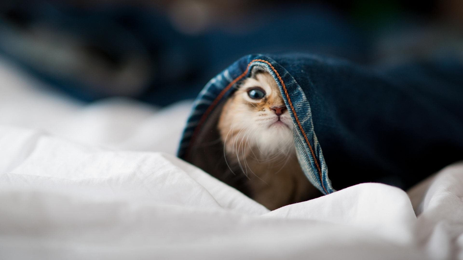 战术细节揭示切尔西胜利背后秘密，战术细节揭示切尔西胜利背后秘密是什么