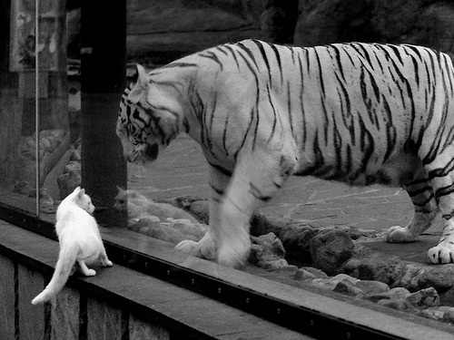 都灵持续进化防线保持零封纪录，都灵等级