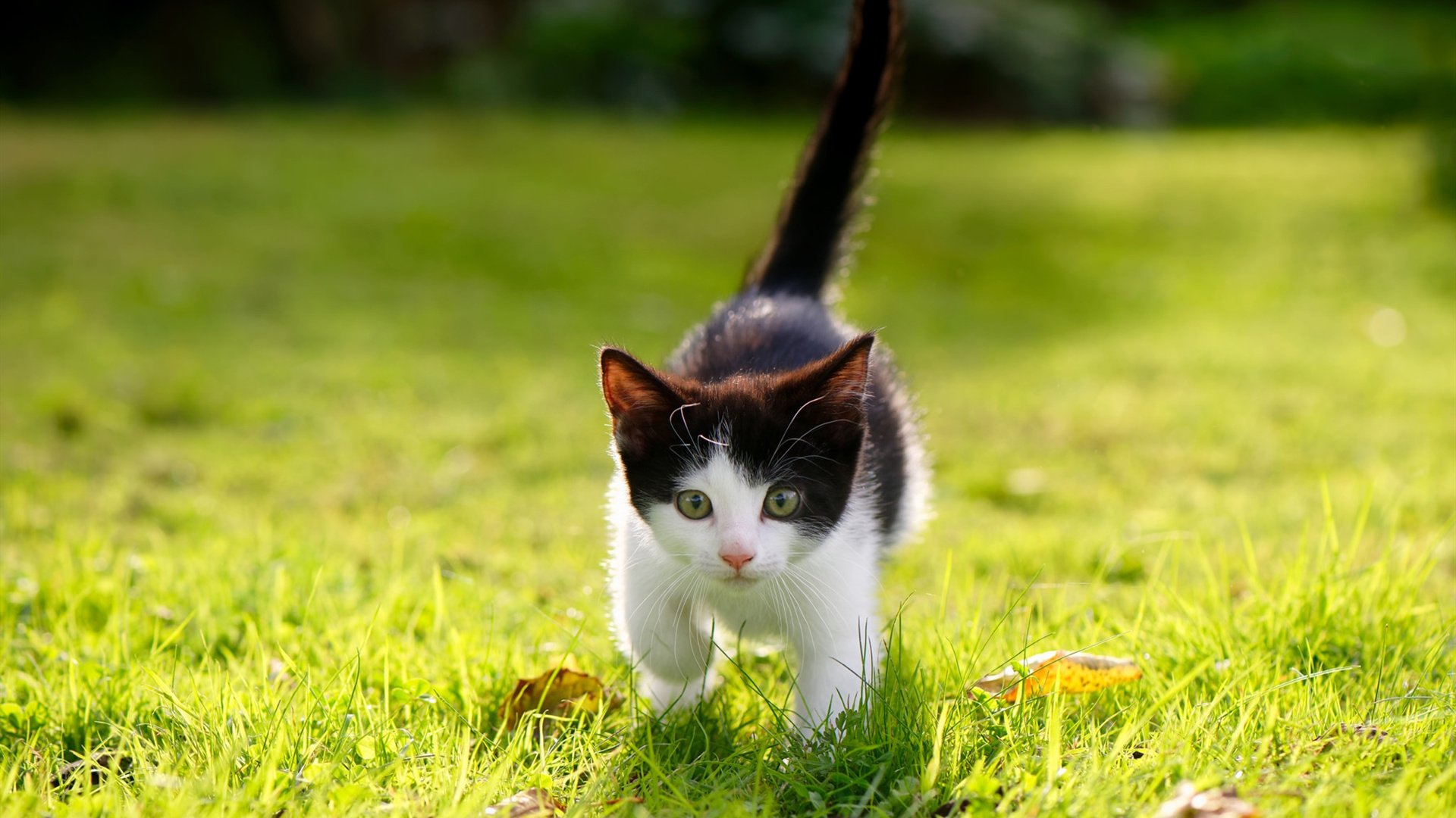 球员勇救俱乐部财务陷阱，集资支持球队运营，球队的资金来源